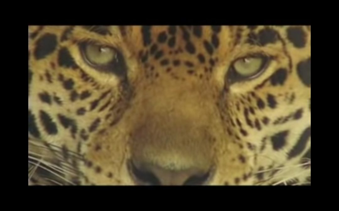 Man versus Nature – The Road to Victory